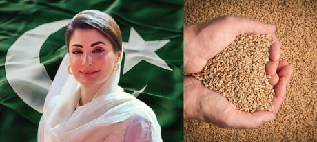 Maryam Nawaz Orders Wheat Procurement at Rs3,500 per 40kg in Punjab