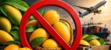 Pakistan Bans Mango Exports Before June 1 to Ensure Quality