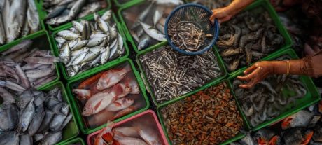 Pakistan Gets Approval to Export Fish and Seafood to Russia