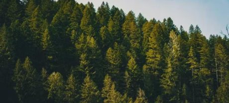 Punjab Panel Approves Bills Allowing Mining in Protected Forests