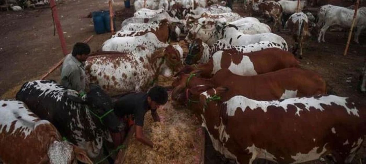 Punjab Signs Major Deal to Expand Livestock Sector and Boost Meat Exports