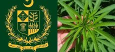 ECC Approves Rs100 Million Grant for Marijuana Control Authority Renovation