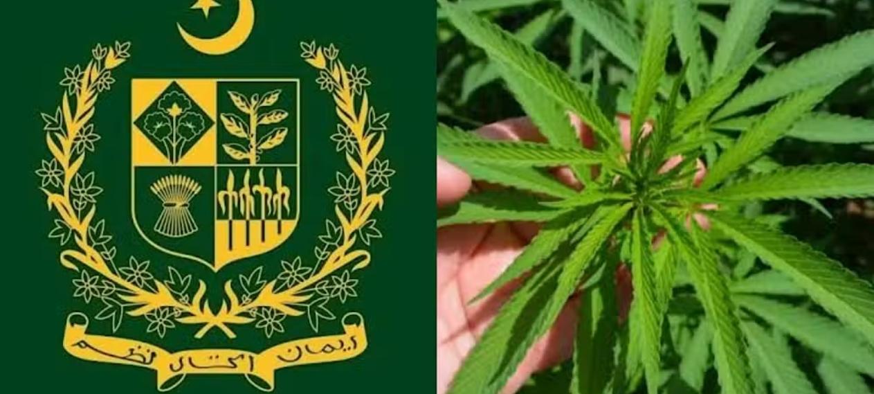 ECC Approves Rs100 Million Grant for Marijuana Control Authority Renovation