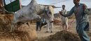 Eid ul Azha 2025 Generates Rs 641 Billion Economic Activity in Pakistan