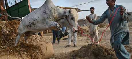 Eid ul Azha 2025 Generates Rs 641 Billion Economic Activity in Pakistan