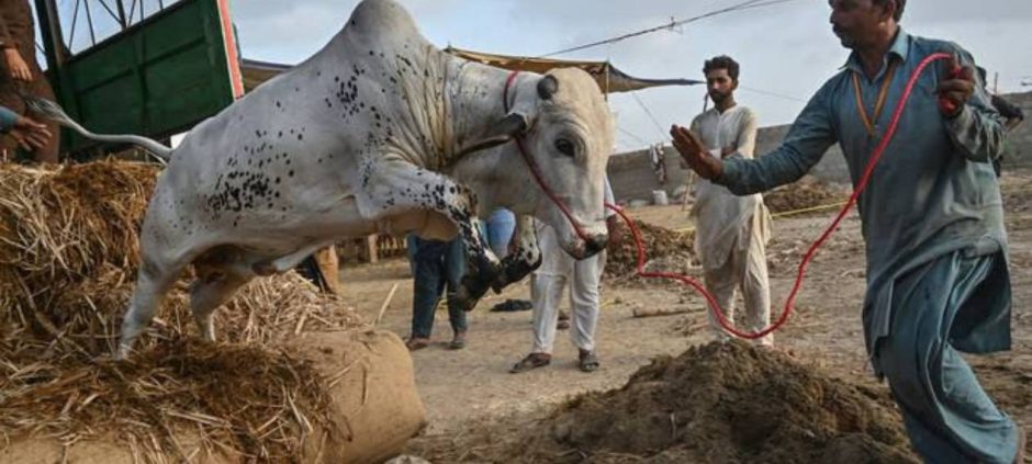 Eid ul Azha 2025 Generates Rs 641 Billion Economic Activity in Pakistan