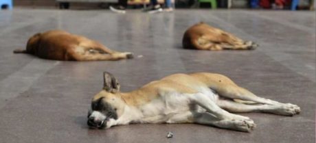 Islamabad High Court Permanently Bans Killing of Stray Dogs