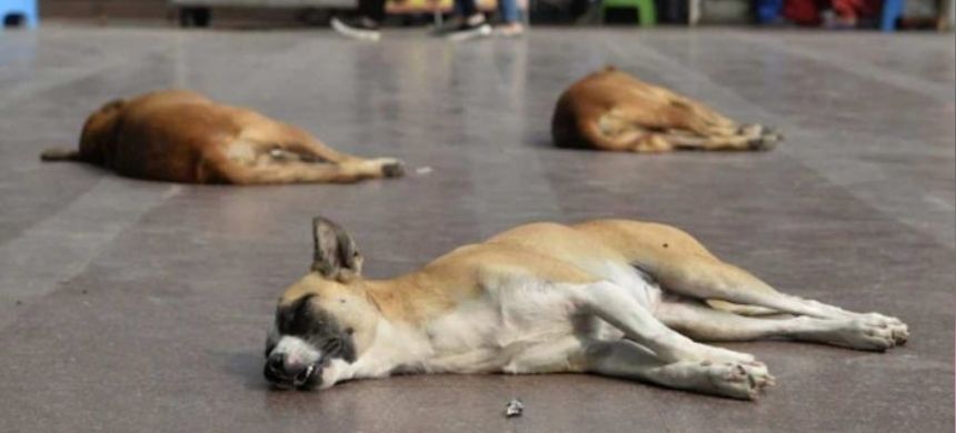 Islamabad High Court Permanently Bans Killing of Stray Dogs