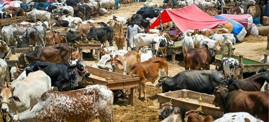 Islamabad Imposes Entry Charges at All Cattle Markets
