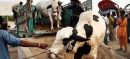 LDC Islamabad Confirms Six Official Eid ul Adha Cattle Markets