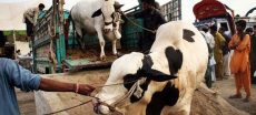 LDC Islamabad Confirms Six Official Eid ul Adha Cattle Markets