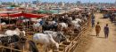 Lahore Finalizes Traffic Plan for Cattle Markets