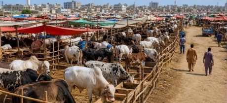 Lahore Finalizes Traffic Plan for Cattle Markets