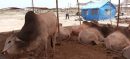Multan Sets Up Temporary Cattle Markets Across City