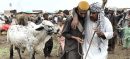Official Qurbani Slaughter Rates Released for Eidul Azha