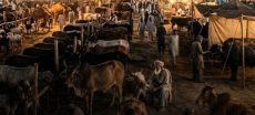 PSCA Launches Surveillance Plan for Eid Cattle Markets in Punjab