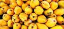 Pakistan’s Mango Production Drops 20% Amid Delayed Season