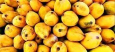 Pakistan’s Mango Production Drops 20% Amid Delayed Season
