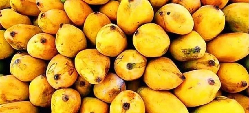 Pakistan’s Mango Production Drops 20% Amid Delayed Season