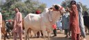 Punjab Govt Imposes Section 144 Ahead of Eid-ul-Azha to Protect Human Lives