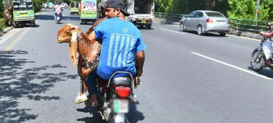 Punjab Traffic Police Enforces Strict Rules for Eid Animal Transport
