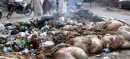Punjab Imposes Rs50,000 Fine for Animal Waste Dumping on Eid