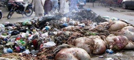 Punjab Imposes Rs50,000 Fine for Animal Waste Dumping on Eid