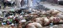 Punjab Imposes Heavy Fine for Dumping Animal Waste