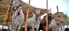 Lahore to Open Five Cattle Markets for Eid ul Adha Next Week