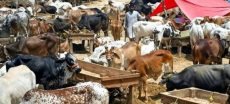Rawalpindi Announces Traffic Plan for Eid-ul-Azha Cattle Markets