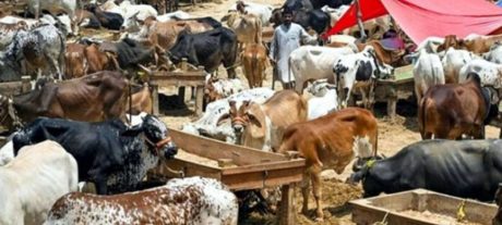Rawalpindi Announces Traffic Plan for Eid-ul-Azha Cattle Markets