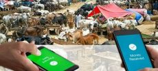SBP Promotes Digital Payments in Cattle Markets Nationwide
