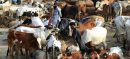 Sacrificial Animals Suffer Illnesses during Severe Ongoing Heatwave