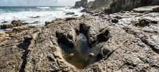 Scientists Discover Giant 27-Meter Dinosaur Species in Thailand