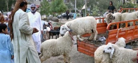 Sindh Announces Four Eid-ul-Azha Public Holidays.