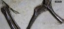 120-Million-Year-Old ‘Four-Winged’ Dinosaur Discovered