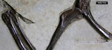 120-Million-Year-Old ‘Four-Winged’ Dinosaur Discovered