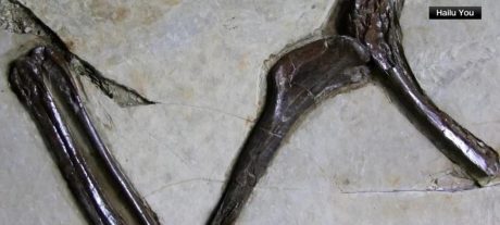 120-Million-Year-Old ‘Four-Winged’ Dinosaur Discovered