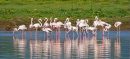 Case Filed After Flamingo Hunting Incident at Rawal