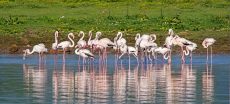 Case Filed After Flamingo Hunting Incident at Rawal