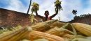 Punjab Maize Prices Fall Nearly 20% Amid Weak Demand