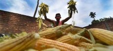 Punjab Maize Prices Fall Nearly 20% Amid Weak Demand