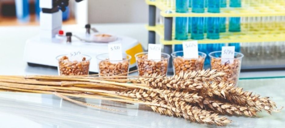 Quaid-i-Azam University’s New Wheat Variety Approved for Cultivation