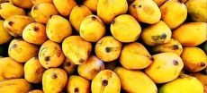Sindh Secretariat Enforces Ban on Mango Crate Deliveries