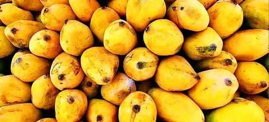 Sindh Secretariat Enforces Ban on Mango Crate Deliveries