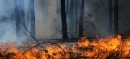 France and Spain Battle Deadly Wildfires Amid Extreme Heat
