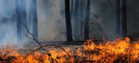 France and Spain Battle Deadly Wildfires Amid Extreme Heat