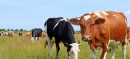 KP Launches Digital Tracking System for Livestock Medicines