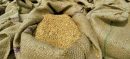 PFMA Warns of Flour Shortage Over Wheat Permit Suspension
