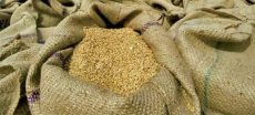 PFMA Warns of Flour Shortage Over Wheat Permit Suspension